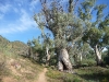 Proud, gnarled gum trees defying the arid blue sky in Australia\'s heart