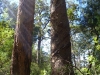Towering forest giants in the dry eucalypt forests of south-west Australia