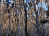 Outlandish trees in a flooded woodland at Narawntapu in Tasmania