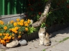 Cat of Trakai