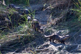 Smooth-coated otters on the river bank - hurrah!