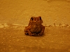 Villa frog