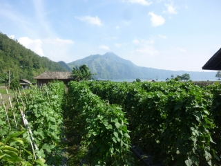 Growing veggies in the shadow of Gunung Batur, which last blew its top properly in 1963 and is still very much alive
