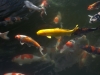 Koi carp, seen wherever you find a pond