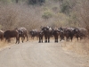 Herd o buffalo