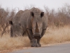 Rhino coming through