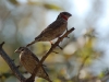 Cutthroat Finch