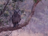 Verreaux\'s Eagle Owl