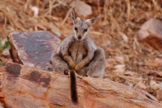 Zen master rock-wallah, one of the most amiable residents of the Northern Territory