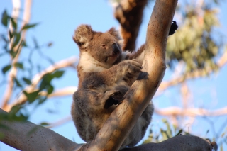The double-bass playing koala was just one of the oddities of the natural world we saw in Australia