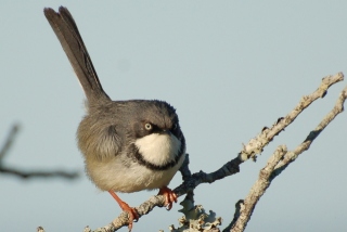 angrybird