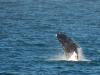 Southern right whale breaching