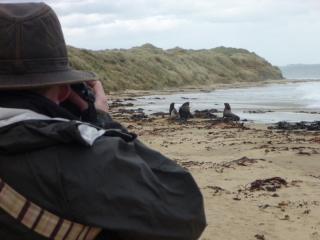 Photographing sealions, from a safe distance. Honest, they move like lightning when roused
