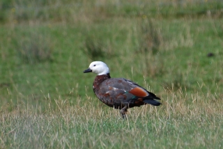For wildlife watchers, the spiffy Paradise Shelduck, seen on the way south