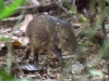 First mammal, and it\'s a baby collared peccary