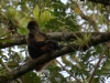 Central American spider monkey
