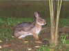 Not just any old rabbit, this is a nocturnal forest rabbit