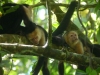 White-faced capuchins chilling out