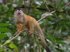 Red-backed squirrel monkey