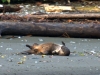 Otter on a roll
