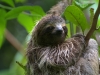 Our own personal three-toed sloth at Bocas del Toro