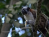 Geoffroy\'s tamarin right outside our bedroom