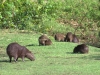 Lesser capybara, last but one new mammal