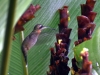 And amazingly tiny, like the hummingbird