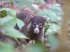 And on our very last night, one more quick search for mammals - this is a coati