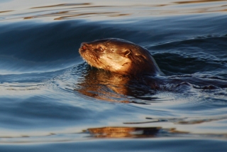 Gato del mar, the marine otter. His local name is 'chungungo' (pronounced as it's spelt)