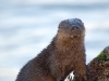 And here we got to see the other local otter, the tiny (but very spiky) Marine Otter