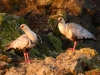 There was bird life here as well, like these fantastic Ibis