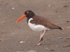 Brightly coloured Oystercatchers were common on the shore