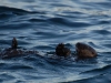The little Marine Otter lies on his back to chew a snack while the waves toss him gently about