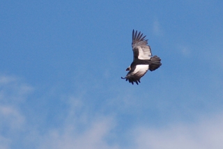 The Andean Condor glides above us as we drive towards Chivay