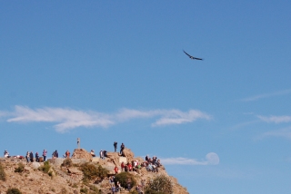 A condor glides above Cruz del Condor on the lip of the Colca Canyon, looking for an expired tourist