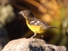 Here we spotted some nifty birds like this Black-backed Grosbeak