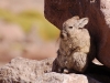 We also saw the cuddly Viscacha - it\'s not a rabbit, if you look in the shadow you can just see its long curly tail