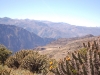 The Colca Canyon is an arid place, and cacti were some of the main plants found