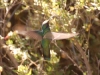 There were hummingbirds here too - this is called a Sparkling Violetear