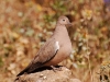 And doves - maybe not quite as exotic as hummingbirds - this is the Black-winged Ground-dove