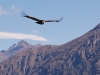 But of course what we were really scanning the skies for was the huge Andean Condor