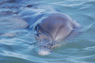 Puck the dolphin takes a long close look at us, swimming in less than 2 ft of water