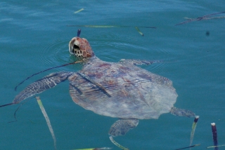 This is a green sea turtle