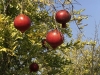 Pomegranates