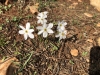 Tiny daffodils