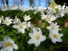 Wood anemones in profusion