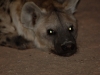 Hyena cuteness