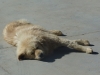 Lazy dog