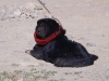 Monastery dog